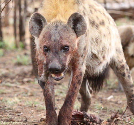 B12Erin Herbst Hyaena 5 191021 Final B12Erin Herbst Hyaena 5 191021 Final