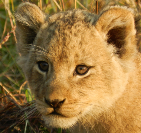 Lion Cub Lion Cub