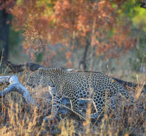 18Mike Palmer LBC Cub Bushwillow 2 18Mike Palmer LBC Cub Bushwillow 2