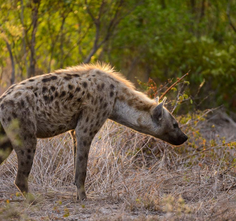 20Mike Palmer Hyena WD 130116 1 20Mike Palmer Hyena WD 130116 1