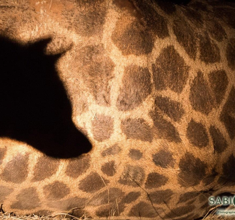 34Terry Ennever Hyena Giraffe 28517 1 Final