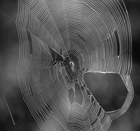 27Kyle 19 March Spider C Final 27Kyle 19 March Spider C Final