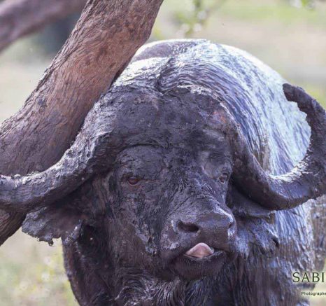 04Frederik Aucamp Buffalo Mud Final 04Frederik Aucamp Buffalo Mud Final