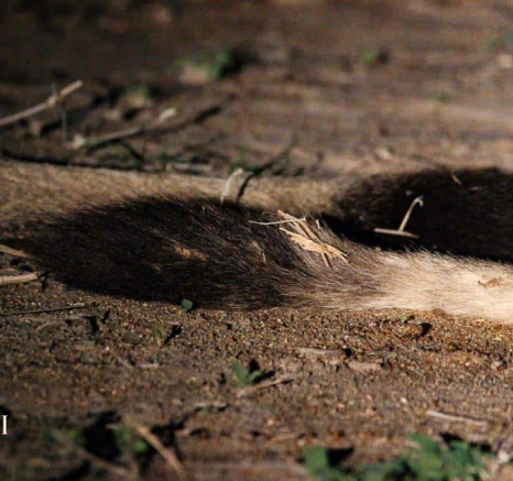 46Louise Murray Sp 12112018 1 Final