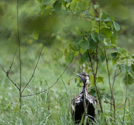 03Kevin Van Der Linde Black Bellied Bustard 27012019 Final 03Kevin Van Der Linde Black Bellied Bustard 27012019 Final
