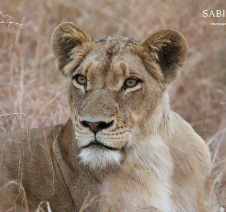 22Steff McWilliam Southern Pride Lioness 02092019 Final