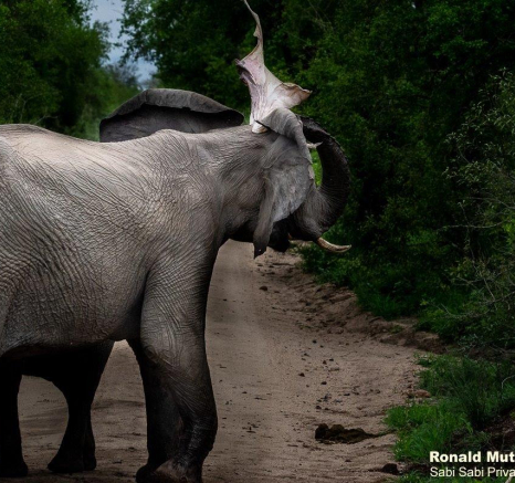 B11ronald Mutero Elephant 27112021 10 Final