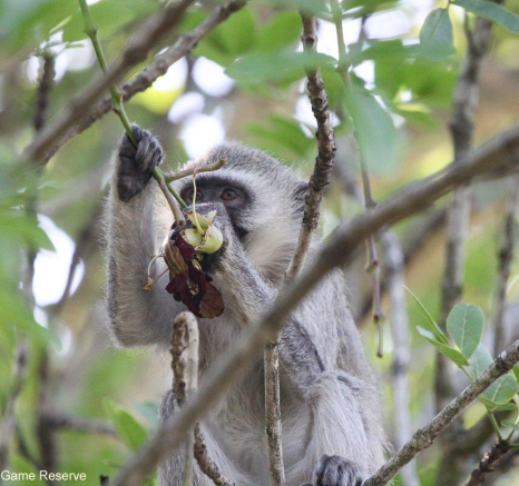 B05Erin Herbst Vervet Monkey 10 031121 Final B05Erin Herbst Vervet Monkey 10 031121 Final