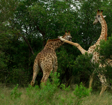 Giraffe9 S Giraffe9 S
