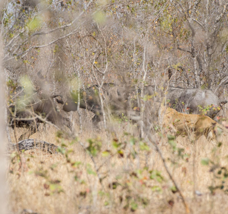 Lion Vs Buffalo 4 Lion Vs Buffalo 4