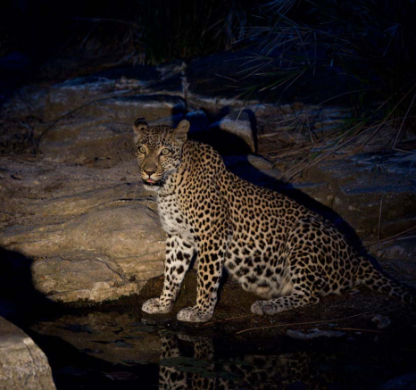 11little Bush Female 18 11 15 3 11little Bush Female 18 11 15 3