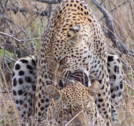 09Frederik Aucamp Leopards 8 Final