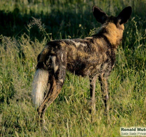 27Ronald Mutero Wild Dog 26022020 6 Final 27Ronald Mutero Wild Dog 26022020 6 Final