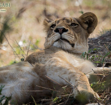 04Kevan Dobbie SP 2310.5 Final