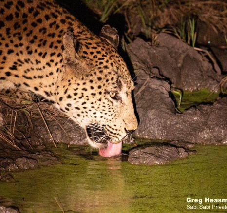 07Greg Heasman Max 14042020 5 Final