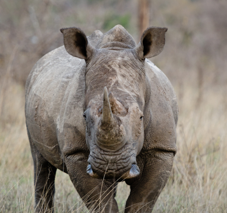 Sabi Sabi Photography 5 Sabi Sabi Photography 5