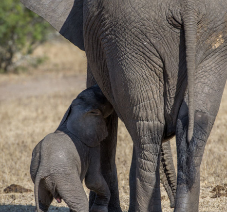Ellies 3 Ellies 3
