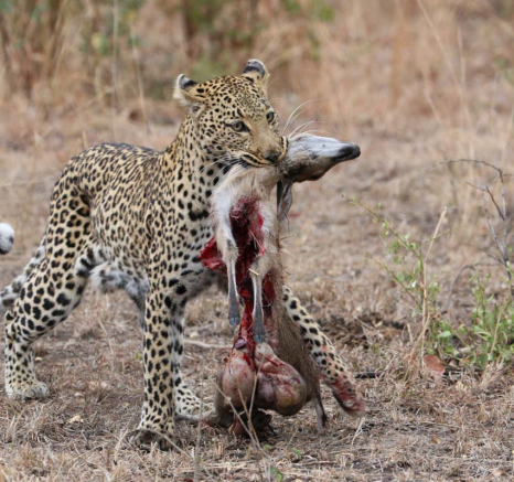16Eve Woodhill Lisbon Kill 3 16Eve Woodhill Lisbon Kill 3