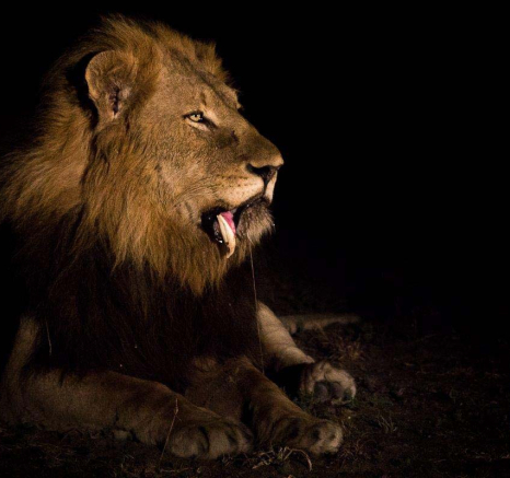 03Franscois Rosslee Lions 1 03Franscois Rosslee Lions 1