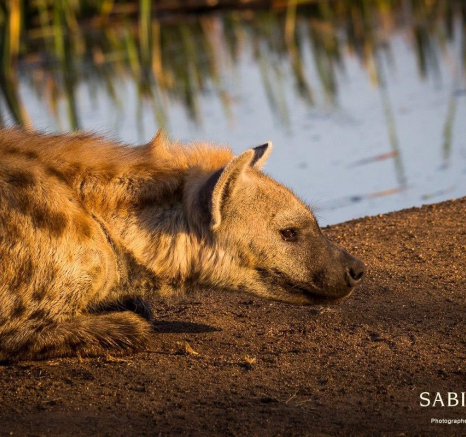 27Franscois Rosslee Hyena 1 Of 1 Final 27Franscois Rosslee Hyena 1 Of 1 Final