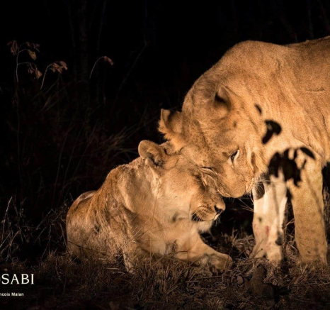 14Francois Malan Southern Young Lions Greeting 08082018 Final 14Francois Malan Southern Young Lions Greeting 08082018 Final
