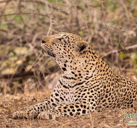 08Frederik Aucamp Xivonekele Male Leopard 24 09 2018 Final 08Frederik Aucamp Xivonekele Male Leopard 24 09 2018 Final