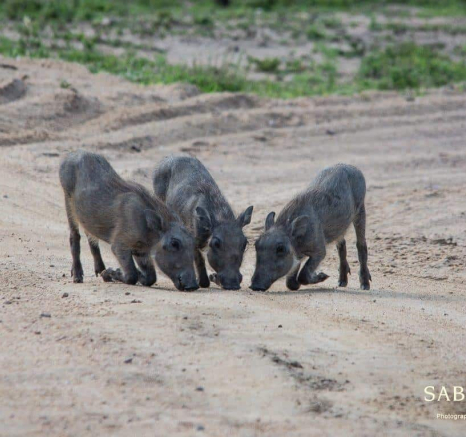 18Kerry Lee Roberg WarthogsEL Final
