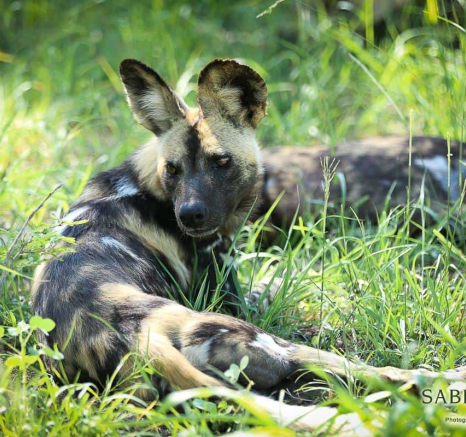 23Ally Ross 20190122 Wild Dog 02 Final 23Ally Ross 20190122 Wild Dog 02 Final