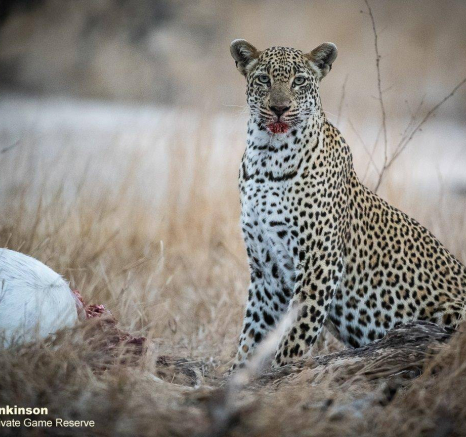 24Shaun Jenkinson Scotia And Cub On Impala Kill 08 11 2019 2 Final 24Shaun Jenkinson Scotia And Cub On Impala Kill 08 11 2019 2 Final