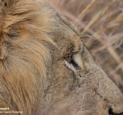 37Graeme Stewart Lion 070720 5 Final