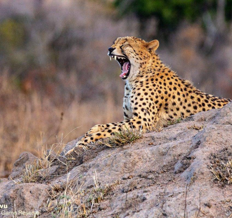 37andries Cheetah 290720 4 Final 37andries Cheetah 290720 4 Final