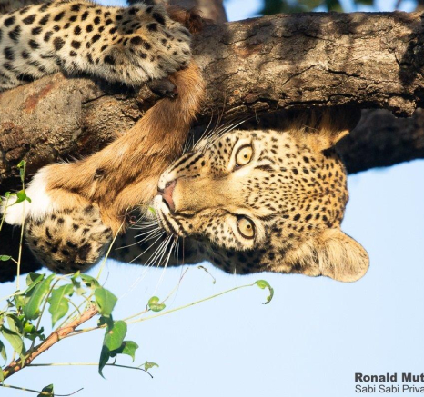 A17ronald Mutero Keegelia And Cubs 12042022 7 Final