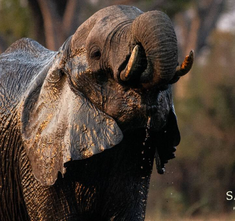 09Kerry Lee Roberg Elephant 280918.3 Final 09Kerry Lee Roberg Elephant 280918.3 Final