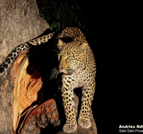 25andries Leopard.mating 100421 10 Final 25andries Leopard.mating 100421 10 Final