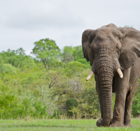 Elephant Elephant