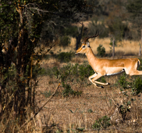 Impala Bound 2 Impala Bound 2