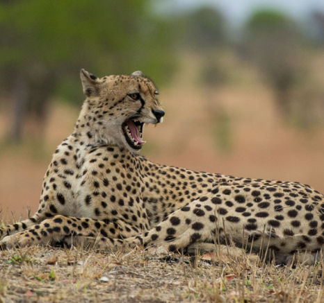 Cheetah 3 Cheetah 3