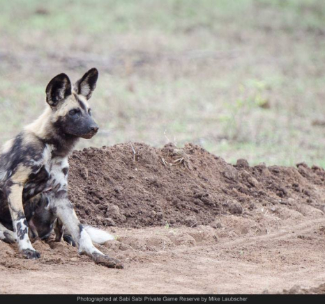 10293737 755429881171332 3406277052954737004 O