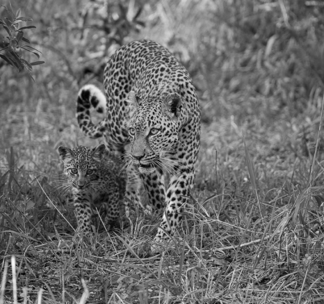 09LBC And Cub Grant Rodewijk 080216 3