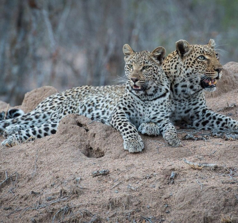 10Terry Ennever LBC And Cub 2 10Terry Ennever LBC And Cub 2