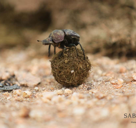 Ally Ross Dung Beetle 04 Final Ally Ross Dung Beetle 04 Final