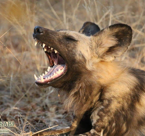 03Steff McWilliam African Wild Dog 12062019 2 Final 03Steff McWilliam African Wild Dog 12062019 2 Final
