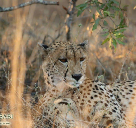 43Tyron Van Der Walt Male Cheetah 18072019 2 Final 43Tyron Van Der Walt Male Cheetah 18072019 2 Final