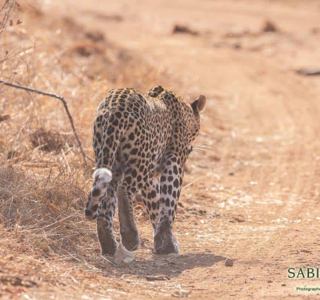 18Frederik Aucamp Kagilia Female Leopard 04 08 2019 2 Final 18Frederik Aucamp Kagilia Female Leopard 04 08 2019 2 Final