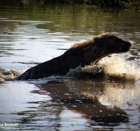 03Rebecca Boshoff Hyaena 3 Final 03Rebecca Boshoff Hyaena 3 Final
