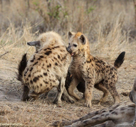 A14Erin Herbst Hyaena 3 011121 Final A14Erin Herbst Hyaena 3 011121 Final