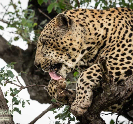 06Kerry Lee Roberg Xovo 040419.3 Final 06Kerry Lee Roberg Xovo 040419.3 Final