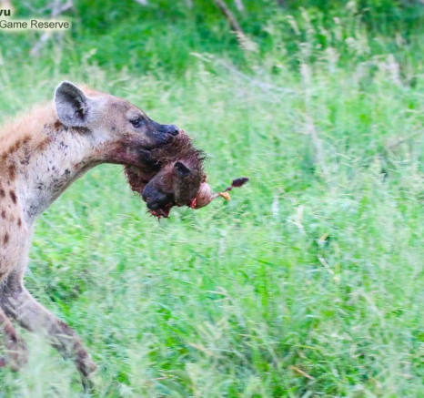 53 Andries Ndlovu Hyena 8.1.20 53 Andries Ndlovu Hyena 8.1.20