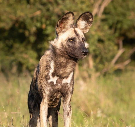 A13Jason Street Wilddog 011222 1. Final