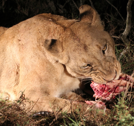 Southern Pride1 Southern Pride1